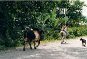 Episode auf der Landstraße zur Grenze Panamas