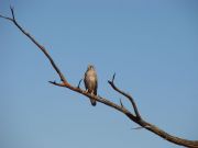 Australischer Falke