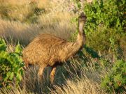 Emu im Cape Range - NP