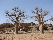 Baobab-Bäume vor einem Dogon-Dorf