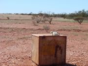 Nottelefon in australischer Wildnis