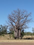Baobab - Baum