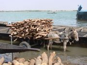 Eselkarren im Hafen von Segou