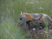 Fuchs mit Beute (Ratte und Vogel)