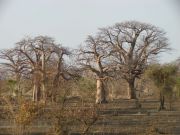Baobab-Wald in Senegal