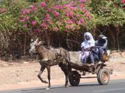 Pferdekutsche in Tambacoundo (Senegal)