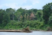 Regenwald am Tambobata
