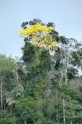 Regenwald im Quellgebiet des Amazonas
