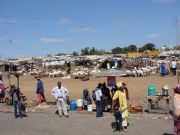 Viehmarkt in einem Vorort von Dakar