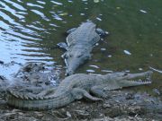 Süßwasser - Krokodile