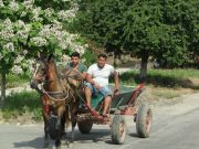 Pferdegespann in Rumänien - Zigeuner