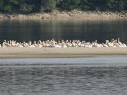 Pelikane auf einer Sandbank