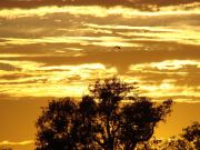 Sonnenaufgang - Yellow Waters