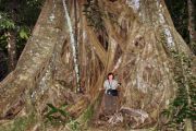 Kabok-Baum mit Würgefeige und Christel