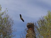 Storch kreist über seinem Nest mit Jungen