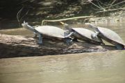 Flussschildkröten auf dem Manu-River