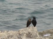 Vögel am Meer(unbekannt)