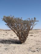 Weihrauchbaum im Wadi"Dhwgah" - ca 1000 Jahre alt