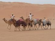 In der Wahibi - Wüste werden Rennkamele Trainiert