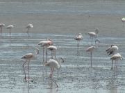 An der "Pink Lagoon" kann man auch Flamingos antreffen