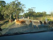 Rinder überqueren die Straße bei Kolkata