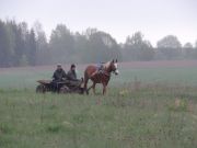 Pferdegespann an der Weißrussischen Grenze