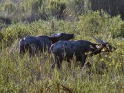 Wildbüffel im Kasiranga-NP