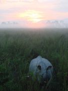 Panzernashorn beim Sonnenaufgang - vom Elefanten aus aufgenommen