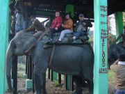 Safari auf Elefanten
