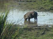 Widschwein im Kasiranga NP