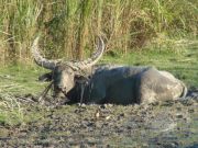 Wildbüffel im Kaziranga NP