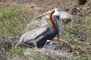 Brutkolonie der Braunen Pelikane auf der Insel"Rabida"