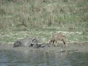Wasserbüffel mit Kalb