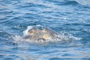 Paarende Meeresschildkröten