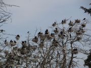 Kurische Nehrung - Kormoran-Kolonie mit Jungen im Nest
