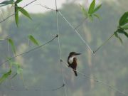 Weißbrust-Kingfisher