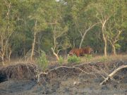 Einmaliges Erlebnis - wir sehen die seltenen Bengalischen Tiger