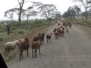Schafherde unterwegs in Richtung Lake Naivasha