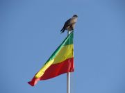 Äthiopische Flagge mit Gabelweihe
