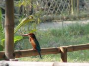 Kingfisher in unserem Camp