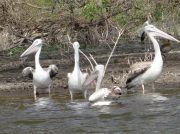 Pelikane am See Lake Oloiden
