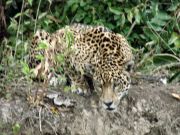 Jaguar am Rio Cuiaba