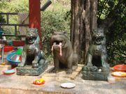 Tierfiguren mit Opfergaben im Tempel Wat Phnom