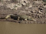 Ein Krokodil lauert auf Beute