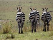Zebras zeigen.was sie von uns halten