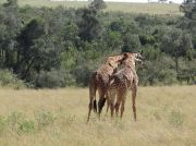 Giraffen im Machtgerangel
