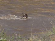 Gnu durchquert den Mara-Fluss
