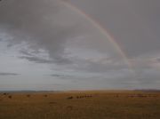 Regenbogen über der Massai-Mara