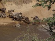 Gnus durchqueren den Mara-Fluss