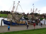 Greetsiel(Ostfriesland):Krabbenkutter-Flotte